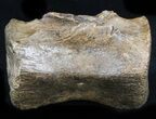 Thescelosaurus Caudal Vertebrae - Montana #34643-1